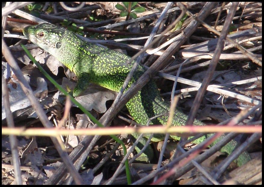 Lacerta bilineata o viridis ?